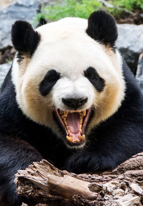 panda-noarrodillarse